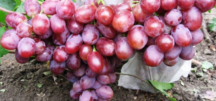 laagland druiven