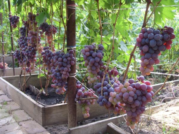 lavland druer