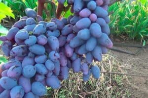 Beschrijving van druivensoorten ter nagedachtenis van negrul en kenmerken, geschiedenis en teelt
