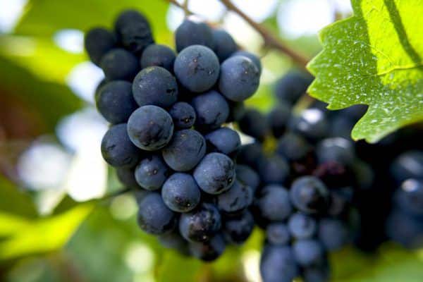 garnacha de uva azul