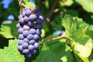 Opis i cechy winogron Pinot Noir, historia i zasady techniki rolniczej