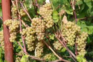 Opis i povijest platovskog grožđa, uzgoj, pravila berbe i skladištenja usjeva