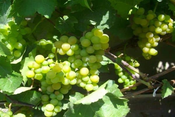 vīnogu audzēšanas šķirnes
