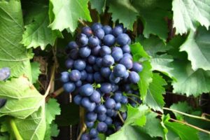 History, description and characteristics of the Early Magaracha grape variety and growing rules