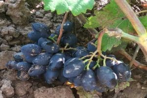 Description and characteristics of the grape variety Rhombic, advantages and disadvantages, cultivation
