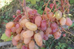 Beschrijving en kenmerken van de druivensoort Ruby Jubilee, teelt en verzorging