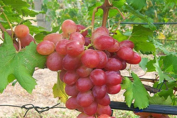 genėti vynmedžius
