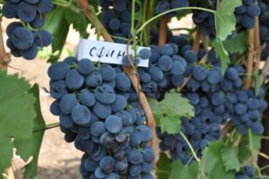 Sfinksa vīnogu apraksts un īpašības, audzēšana un kopšana