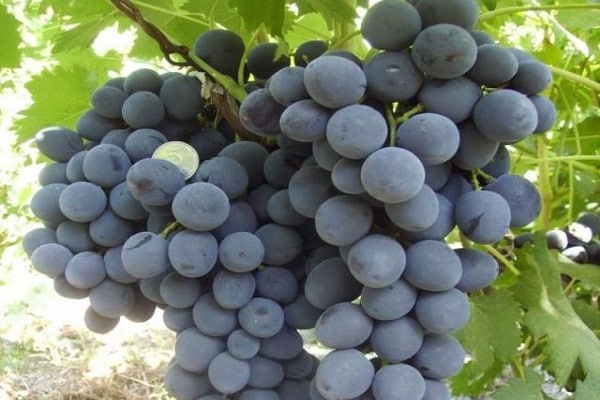 formed vine