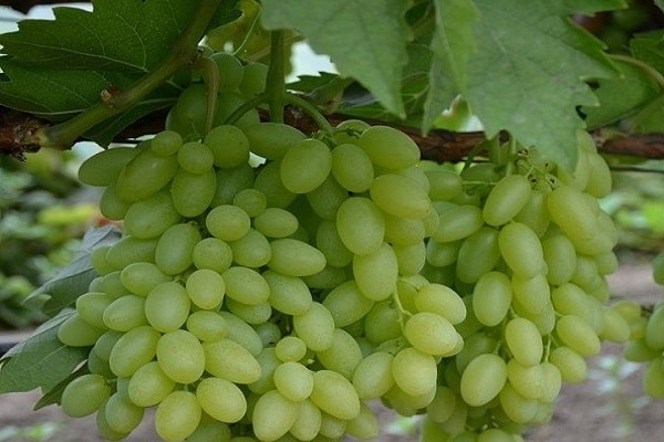 Centenario de uvas
