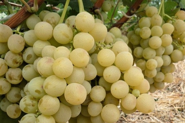fruiting grapes