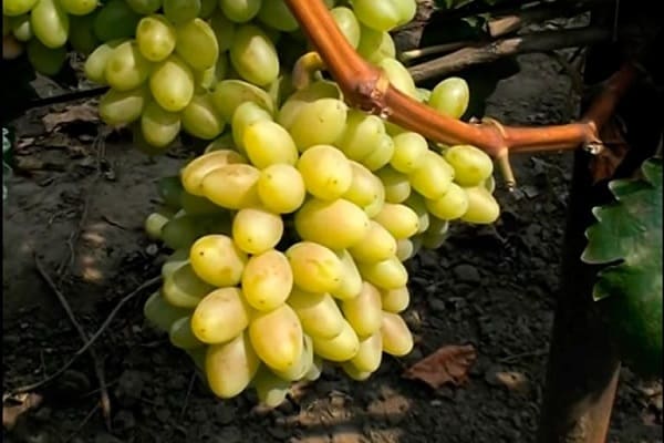 bobice vinove loze