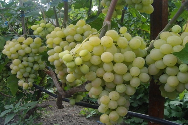 uso de uvas