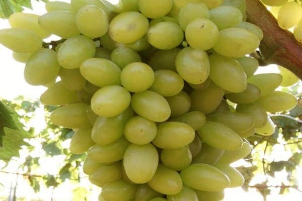 białe winogrona