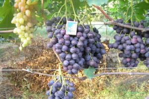 Description and characteristics of the strashensky grape variety, planting and cultivation