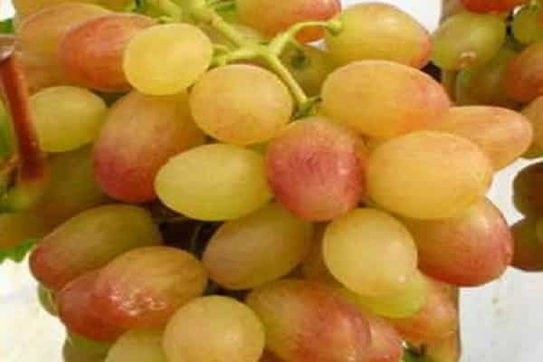 Tason grapes