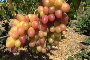 Description and characteristics of the Tason grape variety, planting and cultivation features