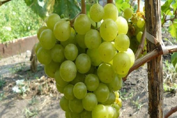 Tukay-druiven