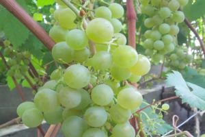 Descripción y características, ventajas y desventajas de la variedad y cultivo de uva Tukay.