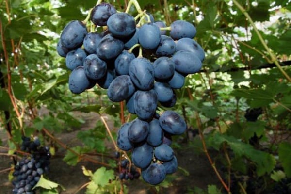 voksende druer