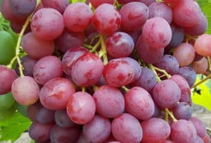 Opis i karakteristike sorte grožđa Veles, povijest stvaranja te prednosti i nedostatke