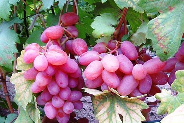 Victor grapes