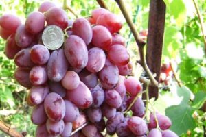 Victor-viinirypäleiden kuvaus ja ominaisuudet, edut ja haitat, viljely