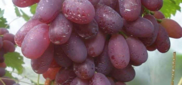 victoria grapes