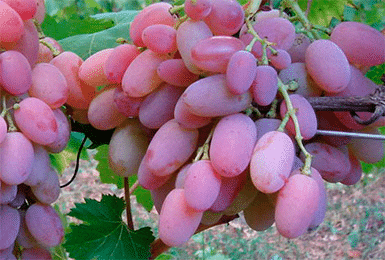 vodogray grapes