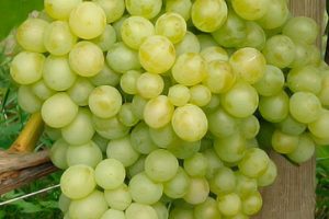 Descrizione e caratteristiche del vitigno Delight e delle sue varietà, caratteristiche di impianto e cura
