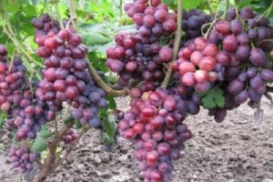 Descripción e historia de la variedad de uva Zarya Nesvetaya, cultivo y cuidado