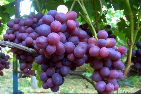 tipo de uva