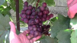 Description and history of the selection of Senator grapes, advantages and disadvantages