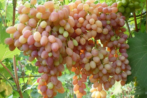 szőlő mazsola