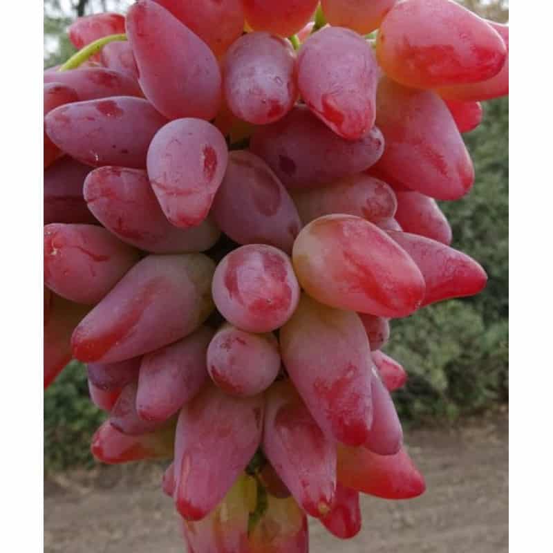 originele druiven