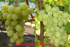 Breeding history, description and characteristics of the Valek grape variety and peculiarities of growing a hybrid