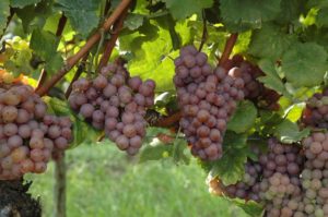 Description and characteristics of Traminer grapes, cultivation and care