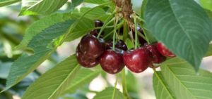 Description and characteristics of cherry varieties Vocation, history and features of cultivation