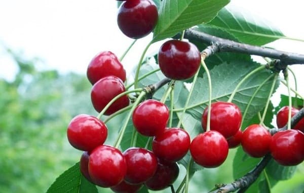 cherry volochaevka