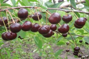 Brunetka-kirsikkalajikkeen kuvaus ja ominaisuudet, viljelyominaisuudet ja historia
