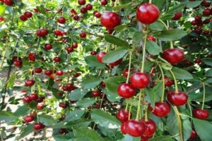 Descripción y características de la variedad de cereza Bulatnikovskaya, las sutilezas del cultivo y el cuidado.