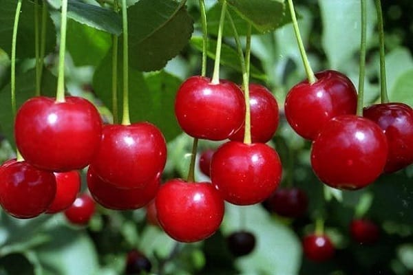 Vyšnių sodas