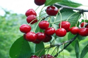 Beskrivelse og karakteristika for Bystrinka kirsebærsort, historie, plantning og pleje