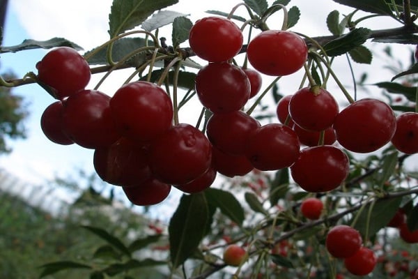 Undersized cherry