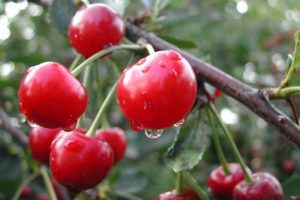 Paglalarawan at listahan ng pinakamahusay na mga cherry varieties para sa rehiyon ng Leningrad