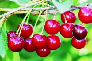 Beskrivelse af mangfoldigheden af ​​canadiske kirsebær Precious Carmine og egenskaber ved frugtning