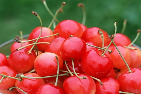 characteristic of berries