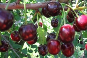A gyümölcsös cseresznye fajtájának és jellemzőinek leírása Garland, ültetés és gondozás