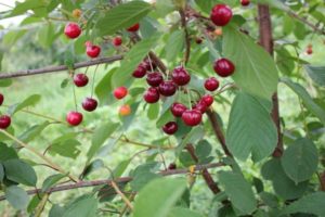 Igritskaya-kirsikkalajikkeen kuvaus ja ominaisuudet, viljely- ja hoitoominaisuudet