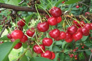 Description of cherry variety Toy and characteristics of fruiting, cultivation and rules of care